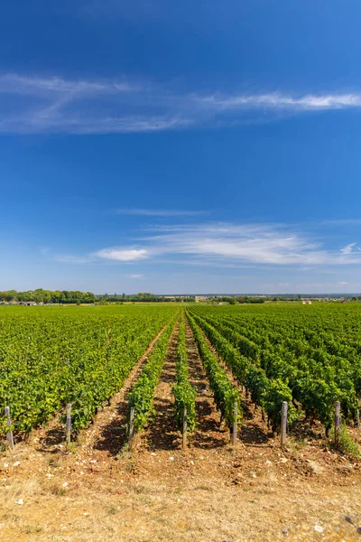 Typical Vineyards Clos Vougeot Cote Nuits Burgundy France — Φωτογραφία Αρχείου