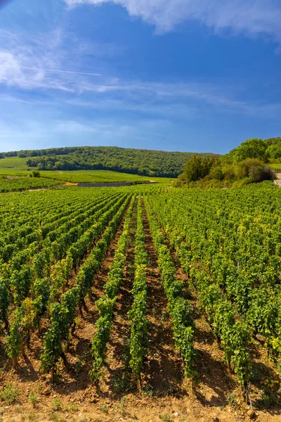 Typical Vineyards Clos Vougeot Cote Nuits Burgundy France — Stock Photo, Image