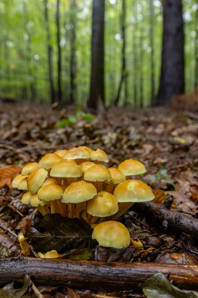 Mushrooms Autumn Forest White Carpathians Southern Moravia Czech Republic —  Fotos de Stock