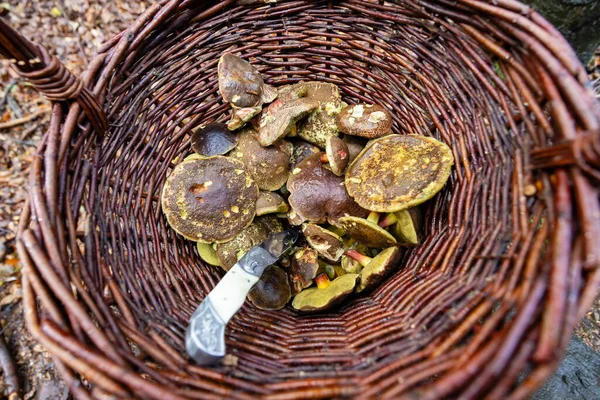 Traditional Mushroom Picking Forests Czech Republic — Fotografia de Stock