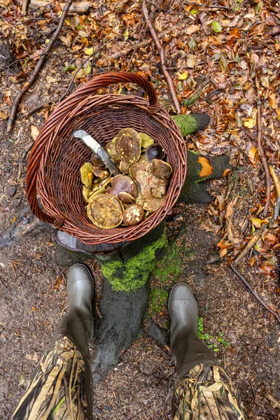 Traditional Mushroom Picking Forests Czech Republic — Stockfoto