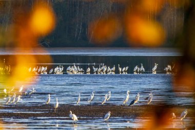 Beyaz balıkçıl (Ardea alba, Egretta alba), Trebonsko bölgesinde sonbahar manzarası, Güney Bohemya, Çek Cumhuriyeti