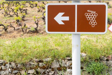 Yel değirmeni yakınlarındaki şarap yolu (Moulin a vent de Romaneche-Thorins), Chenas, Beaujolais, Saone-et-Loire, Bourgogne-Franche-Comte, Fransa