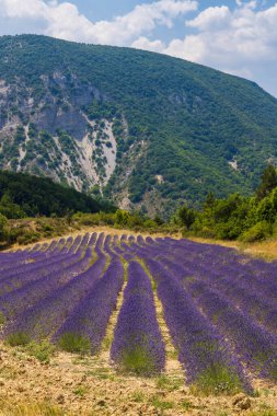 Montbrun les Bains yakınlarındaki lavanta tarlası ve Sault, Provence, Fransa