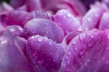 Macro shot of tulip with water drops, Keukenhof flower garden, Lisse, Netherlands
