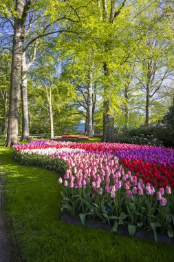 Keukenhof flower garden - largest tulip park in world, Lisse, Netherlands