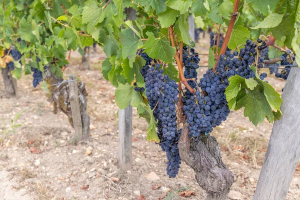 Typische Wijngaarden Buurt Van Pomerol Aquitaine Frankrijk — Stockfoto