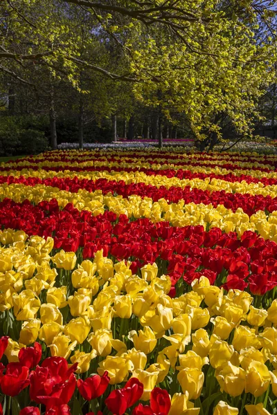 Keukenhof Jardín Flores Parque Tulipanes Más Grande Del Mundo Lisse —  Fotos de Stock