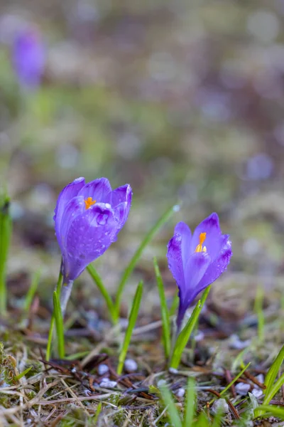 Spring Flower Triglavski National Park Slovenia Royalty Free Stock Photos