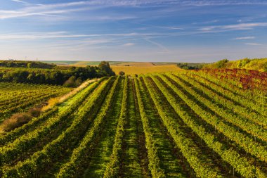 Güney Moravya, Çek Cumhuriyeti, Cejkovice yakınlarında Hibernal ile üzüm bağı
