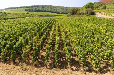 Clos de Vougeot, Cote de Nuits, Burgundy, Fransa yakınlarındaki tipik üzüm bağları