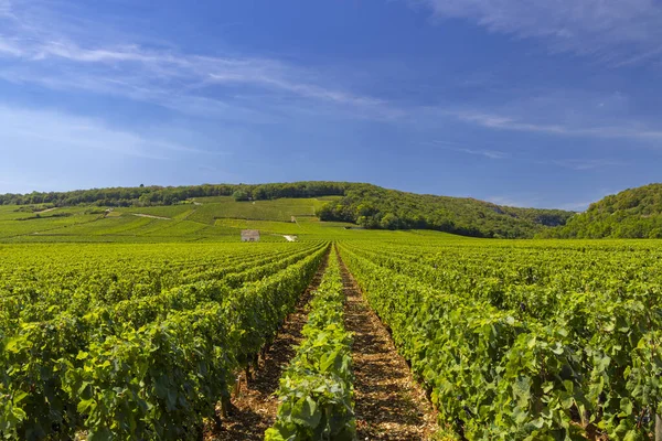 Vignobles Typiques Près Clos Vougeot Côte Nuits Bourgogne France — Photo