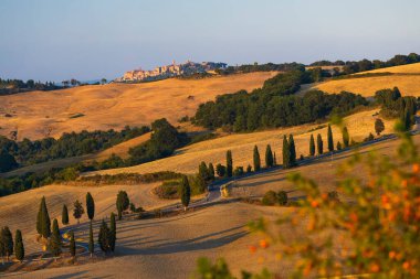 Cipressi di Monticchielo, İtalya, Montepulciano yakınlarındaki Tipik Toskana manzarası