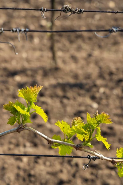 Detail Spring Vine Branch Southern Moravia Czech Republic — Stock Photo, Image