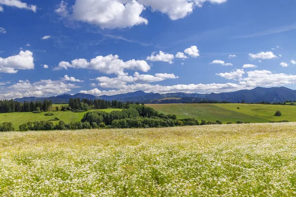 Blühende Wiese Mit Niederer Tatra Sommer Slowakei — Stockfoto