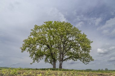 Bahar manzarasında ağaç, Çek Cumhuriyeti