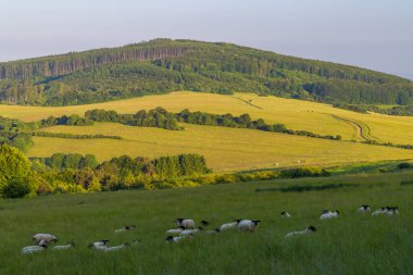 Beyaz koyunlu bahar manzarası Beyaz Karpatlar, Çek Cumhuriyeti