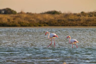 Flamingo in Parc Naturel bölgesel de Camargue, Provence, Fransa
