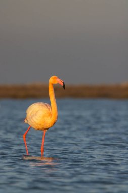 Flamingo in Parc Naturel bölgesel de Camargue, Provence, Fransa