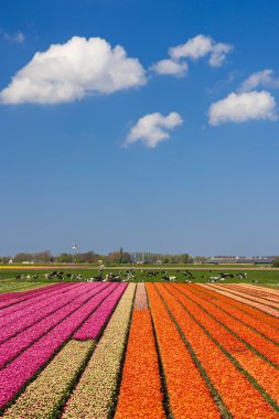 Field of tulips near Alkmaar, The Netherlands