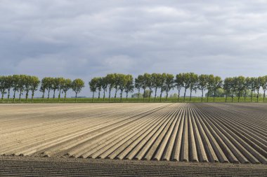 Spring view of potato field just after planting, Netherlands