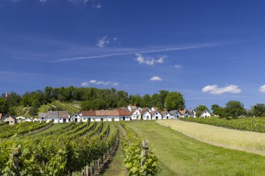 Traditional wine cellars with vineyard in Galgenberg near Wildendurnbach, Lower Austria, Austria