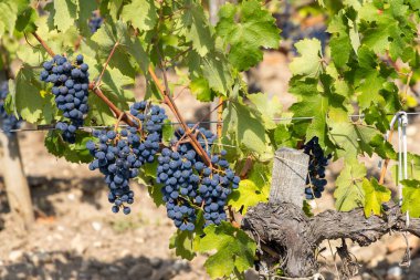 Şato Dauzac, Margaux, Medoc, Bordeaux, Aquitaine, Fransa yakınlarındaki şarap bağları