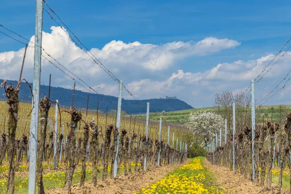 Spring Vineyards Palava Milovice Southern Moravia Czech Republic — Stock Photo, Image