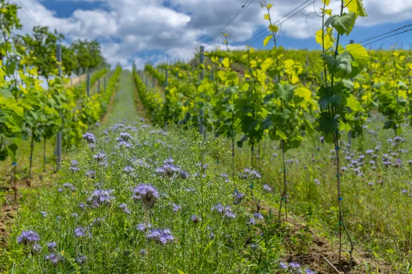 Szőlőültetvények Virágokkal Cejkovice Közelében Dél Morvaország Csehország — Stock Fotó