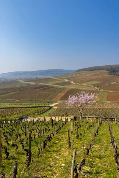 Early Spring Vineyards Aloxe Corton Burgundy France – stockfoto