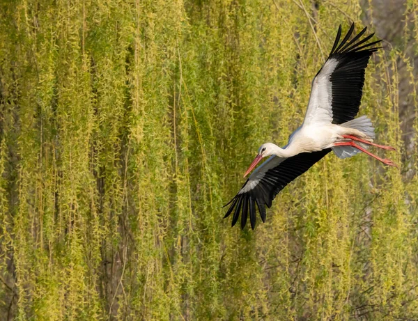 Vit Stork Ciconia Ciconia Tidig Vår Nära Hunawihr Alsace Frankrike — Stockfoto