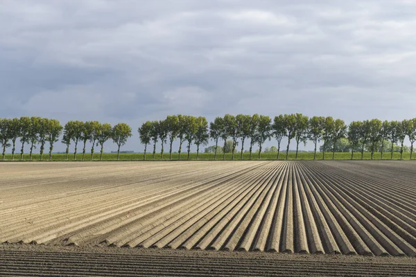 Våren Syn Potatisfält Strax Efter Plantering Nederländerna — Stockfoto