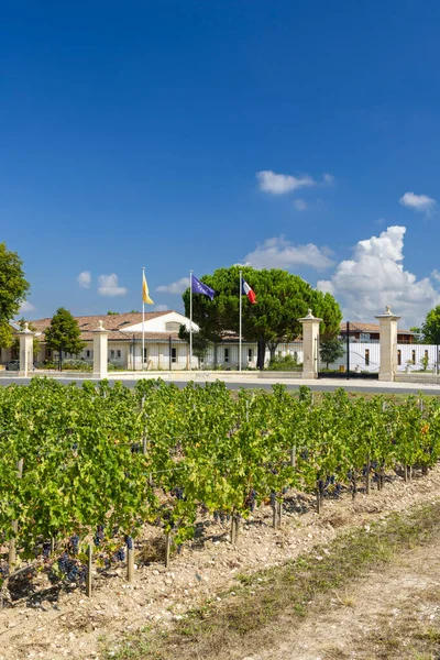 Типові Виноградники Поблизу Шато Дозак Марго Медок Бордо Аквітанія Франція — стокове фото