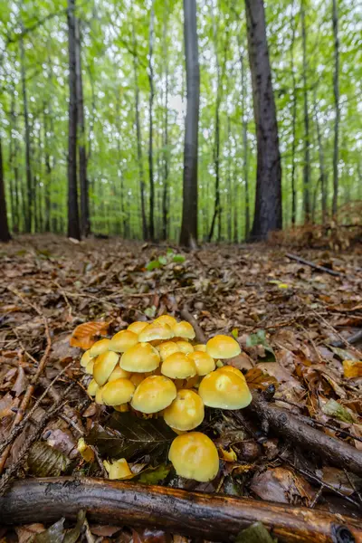 Mushrooms Autumn Forest White Carpathians Southern Moravia Czech Republic —  Fotos de Stock
