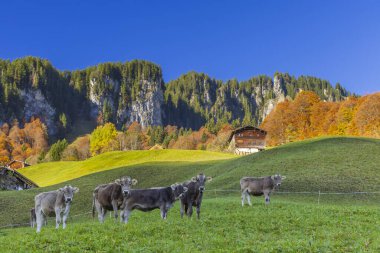 Damls yakınlarındaki tipik manzara, Bregenzer Wald, Bregenz bölgesi, Vorarlberg, Avusturya 