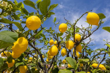 Yeşil yapraklı ve çiçekli taze sarı limonlar, İtalya