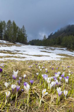 Sella di Rioda, Alpler, İtalya 'da ilkbahar erken çiçek açan bir çayır.