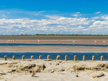 Salin de Giraud 'daki flamingolar, Provence-Alpes-Cote d' Azur, Fransa