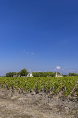 Margaux yakınlarındaki üzüm bağları (Chateau Margaux), Bordeaux, Aquitaine, Fransa