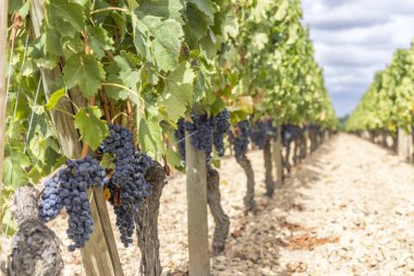 Pomerol, Aquitaine, Fransa yakınlarındaki tipik üzüm bağları