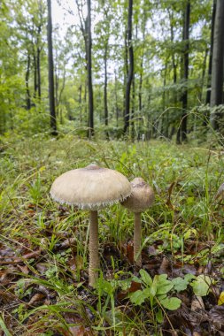 High Bedle (Macrolepiota procera) in the autumn forest, White Carpathians, Southern Moravia, Czech Republic