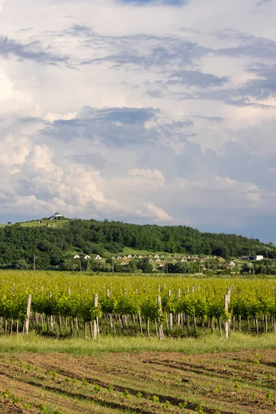 Hercegkut Unesco Bölgesi Great Plain Kuzey Macaristan Geleneksel Şarap Mahzenleri — Stok fotoğraf