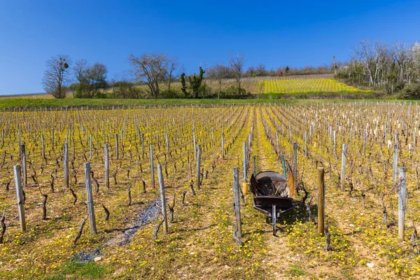 Весенние Виноградники Вблизи Бина Бургунди Франция — стоковое фото