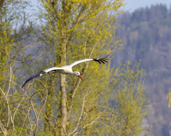 White Stork Ciconia Ciconia Early Spring Hunawihr Alsace France — Stockfoto
