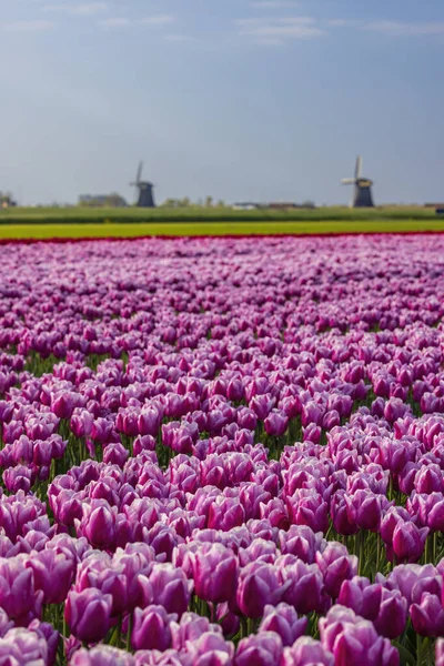 Field Tulips Ondermolen Windmill Alkmaar Netherlands — Stock fotografie
