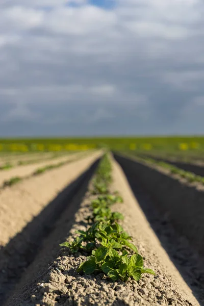 Spring View Potato Field Just Planting Netherlands — Foto Stock