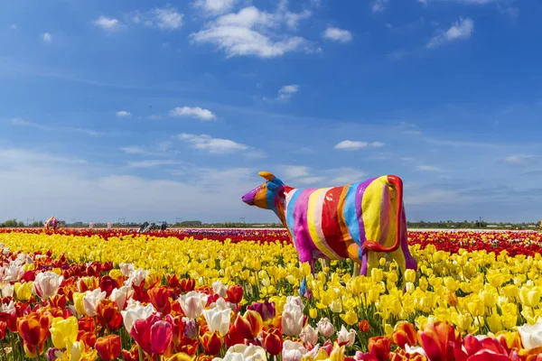 Campo Tulipanes Con Vaca Colores Cerca Keukenhof Países Bajos —  Fotos de Stock