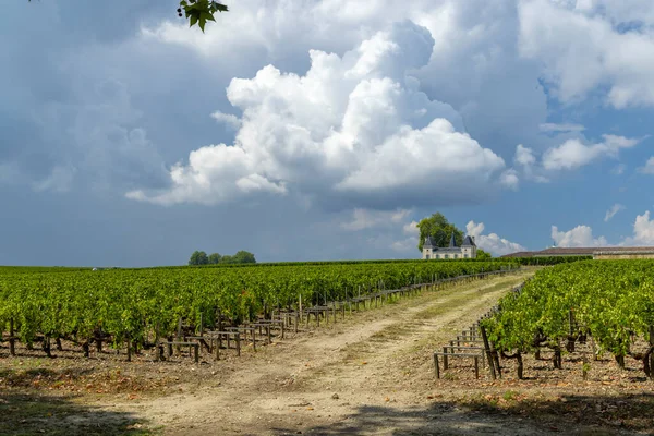 Wijngaarden Bij Margaux Chateau Margaux Bordeaux Aquitaine Frankrijk — Stockfoto