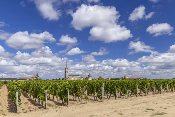 stock image Typical vineyards near Pomerol, Aquitaine, France