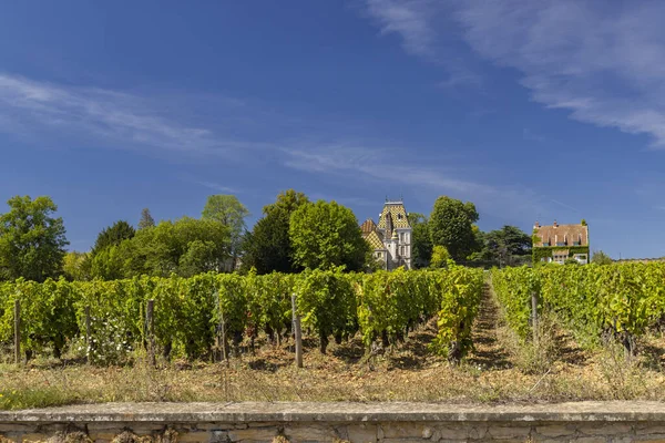 Typical Vineyards Aloxe Corton Cote Nuits Burgundy France — Stock Photo, Image
